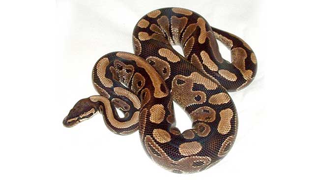 Ball Python ular peliharaan
