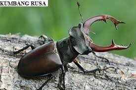 Kumbang Rusa