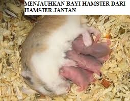 Menjauhkan Bayi Hamster dari Hamster Jantan
